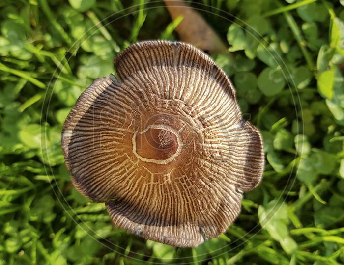 A Small Mushroom Up To Down And A Green Grass