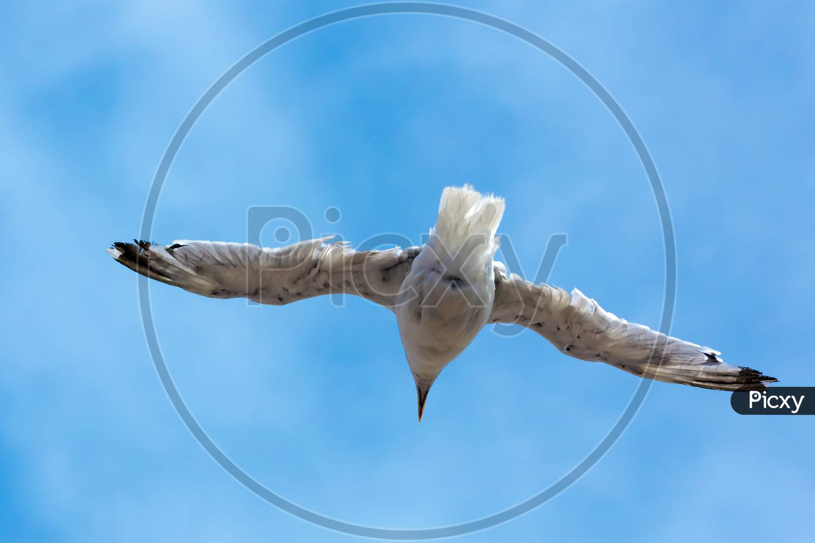 Common Seagull (Larus Larus) In Flight