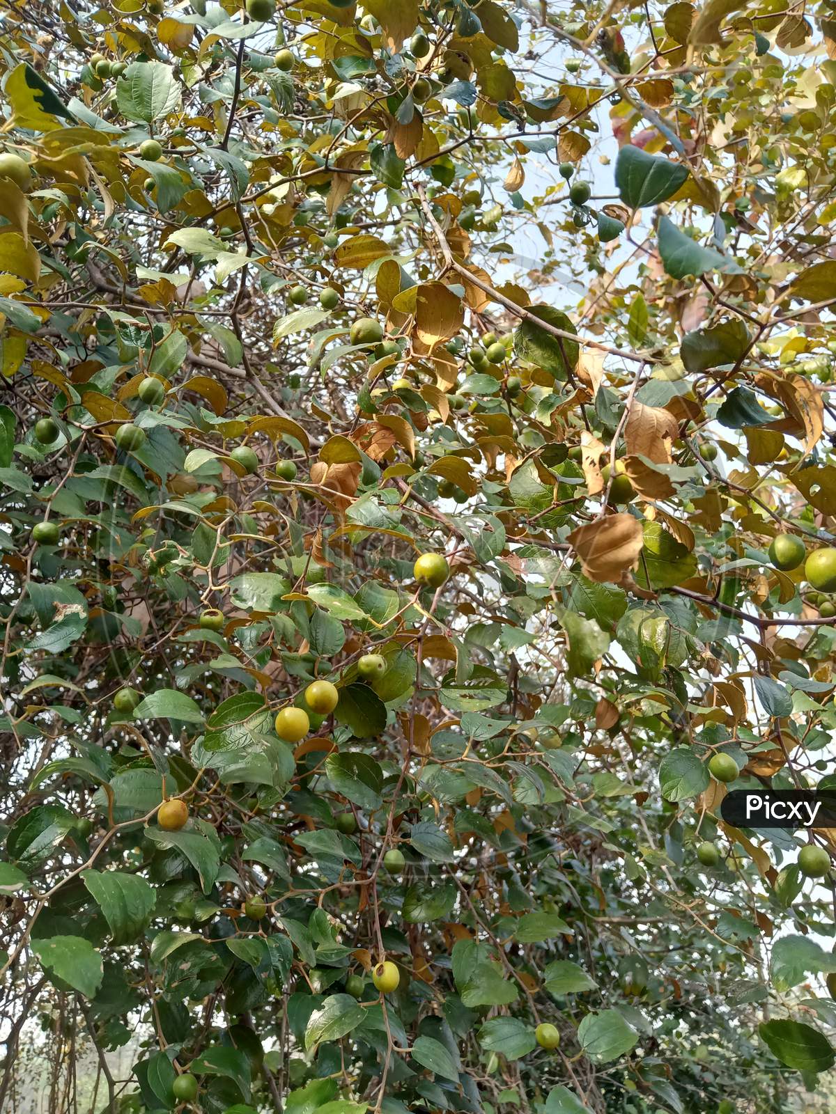 Image of Ber tree-HR709734-Picxy