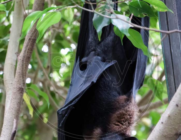 Flying Fox Bat (Pteropus) Asleep At The Bioparc In Fuengirola
