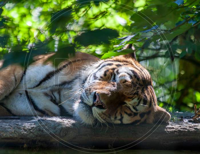 Bengal Tiger (Panthera Tigris Tigris) Sleeping