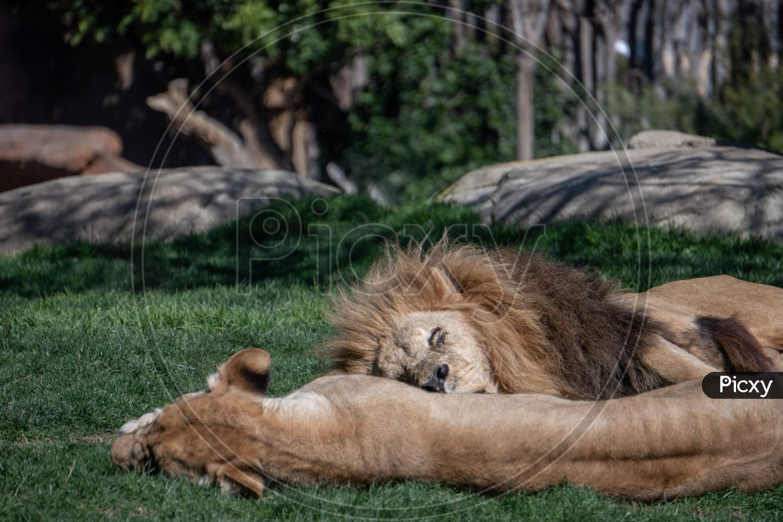 Valencia, Spain - February 26 : African Lions Sleeping At The Bioparc In Valencia Spain On February 26, 2019