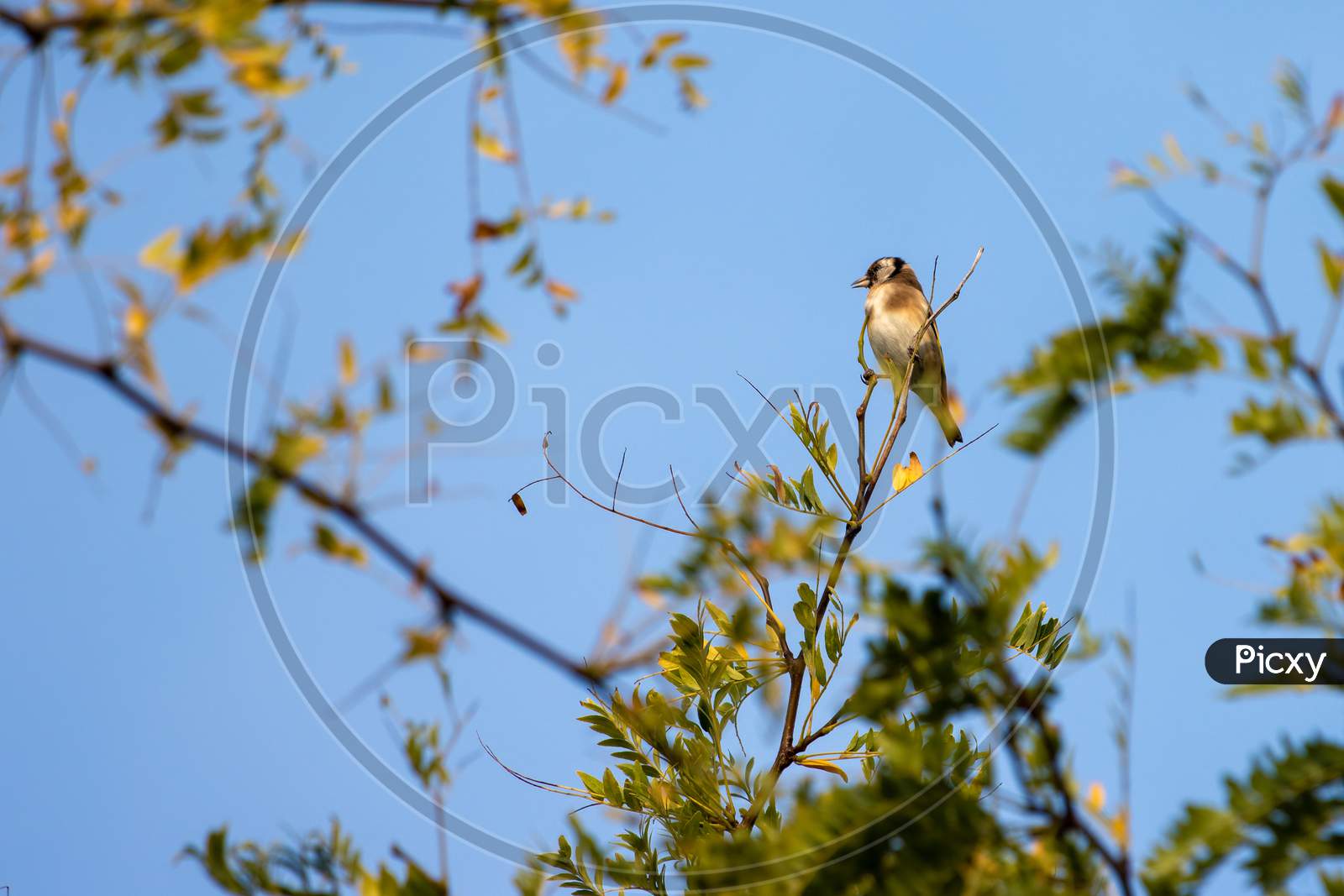 European Goldfinch Enjoying The Early Morning Late Summer Sunshine
