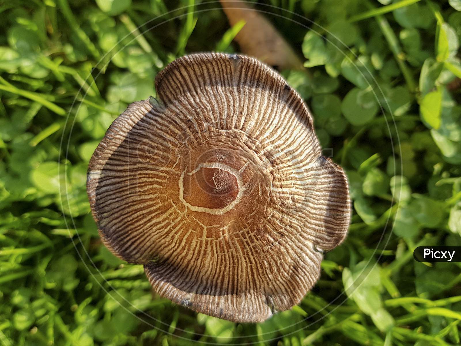 A Small Mushroom Up To Down And A Green Grass