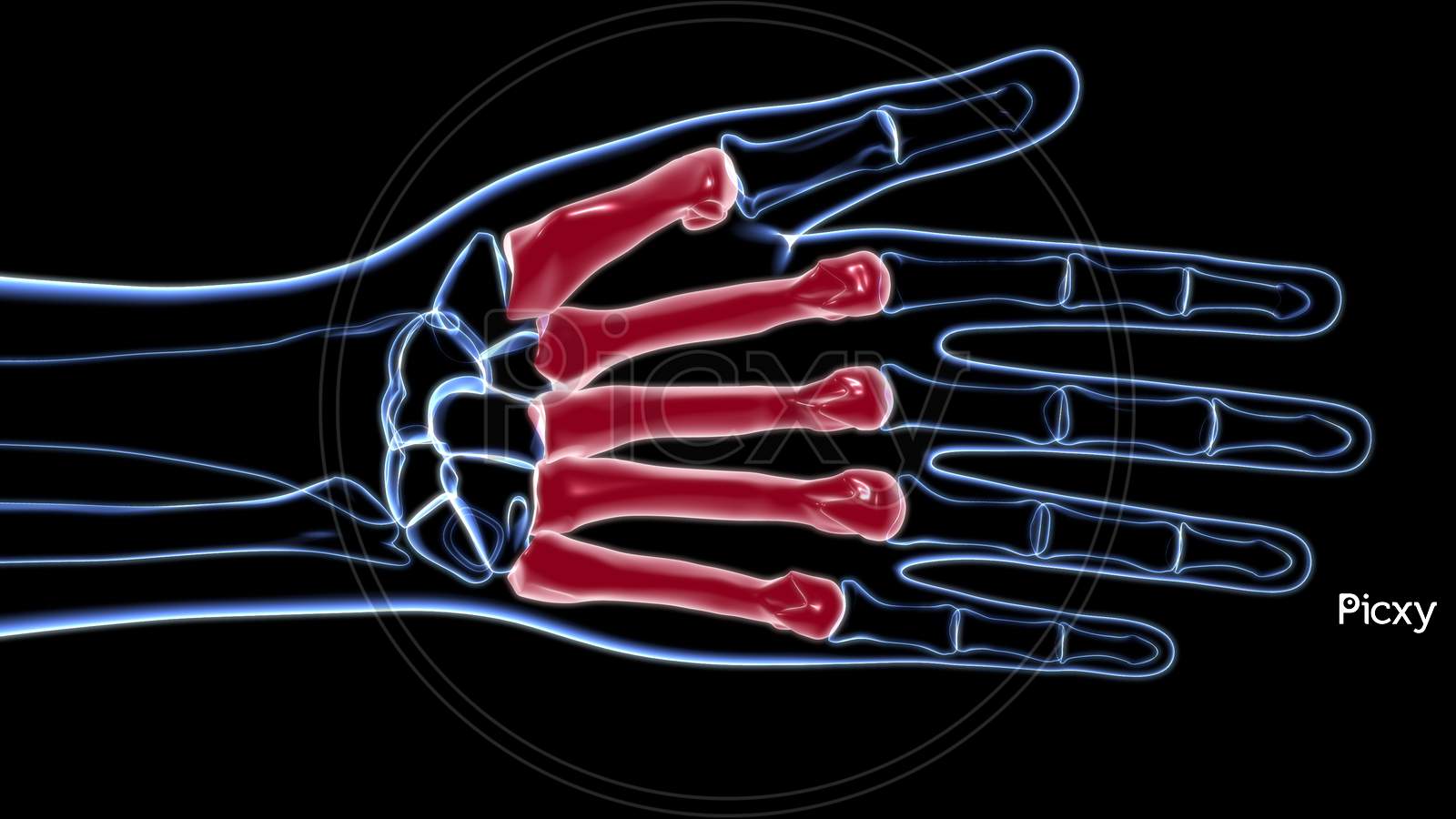 Human Skeleton Hand Matacarapls Bone Anatomy For Medical Concept