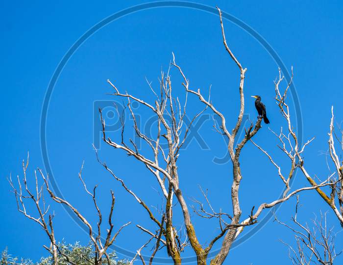 Great Cormorant (Phalacrocorax Carbo) Perched In A Tree In The Danube Delta