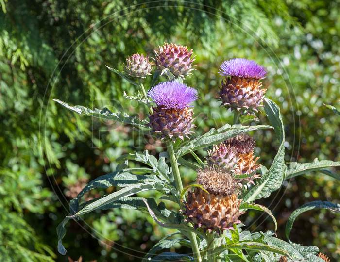 Thistle Flowering On A Summer'S Day In New Zealand