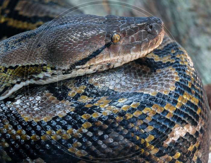 Fuengirola, Andalucia/Spain - July 4 : Reticulated Python (Python Reticulatus) In The Bioparc Fuengirola Costa Del Sol Spain On July 4, 2017