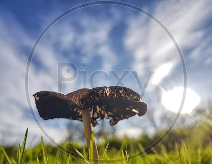 A Small Mushroom During A Nice Sunny Day
