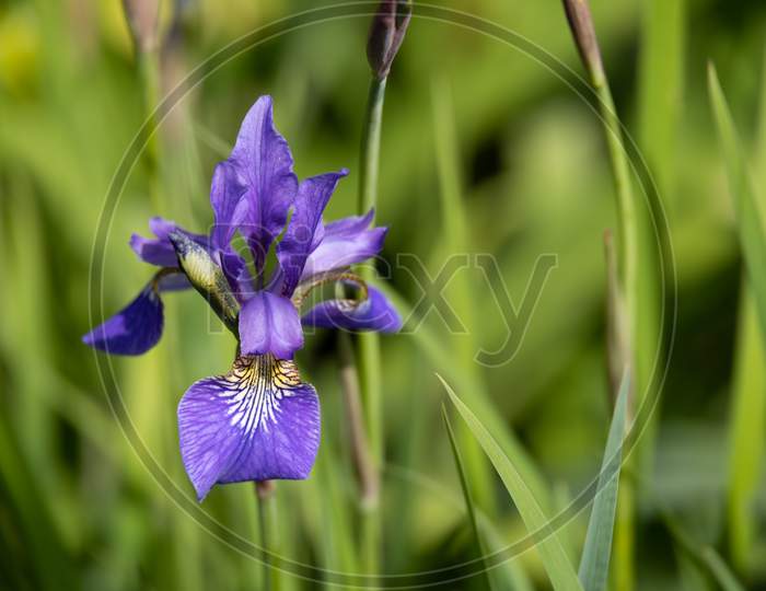 Iris Flower Blooming In Springtime In An English Garden