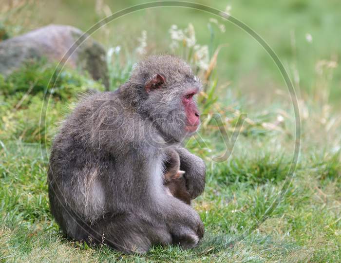Japanese Macaque (Macaca Fuscata) Or Snow Monkey With Baby