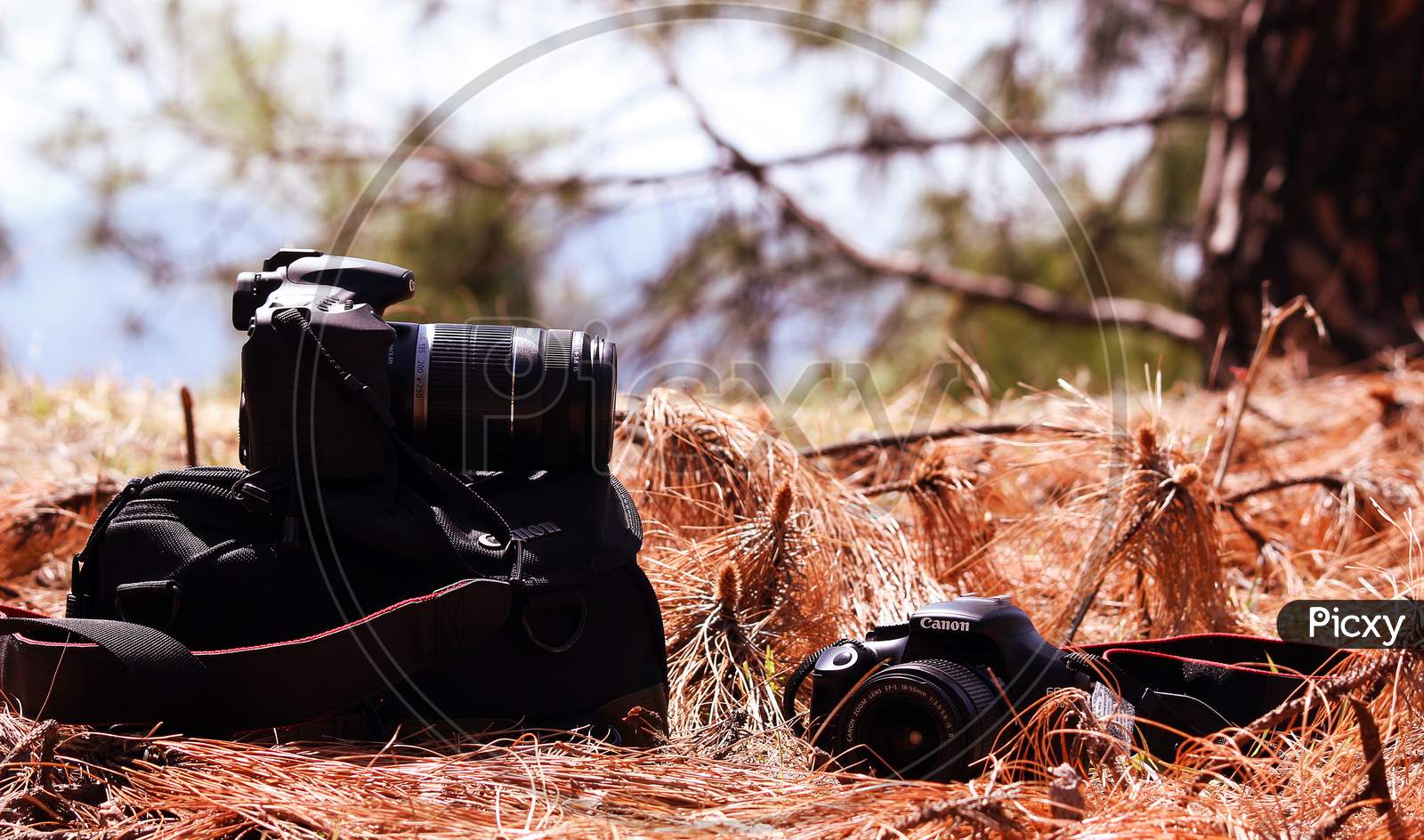 DSLR Camera in pines