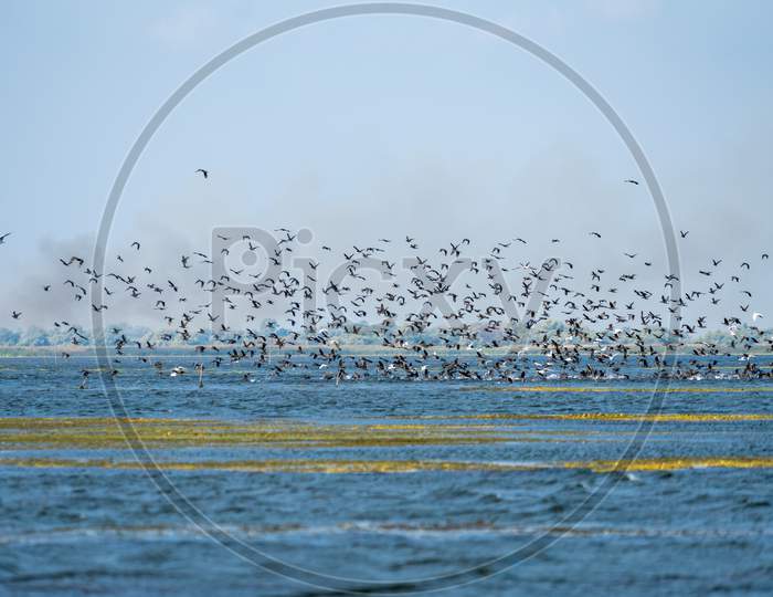 Great Cormorants Phalacrocorax Carbo In Flight