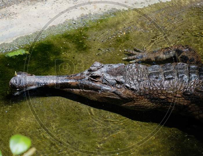 Fuengirola, Andalucia/Spain - July 4 : Tomistoma (Tomistoma Schlegelii) Resting At The Bioparc Fuengirola Costa Del Sol Spain On July 4, 2017