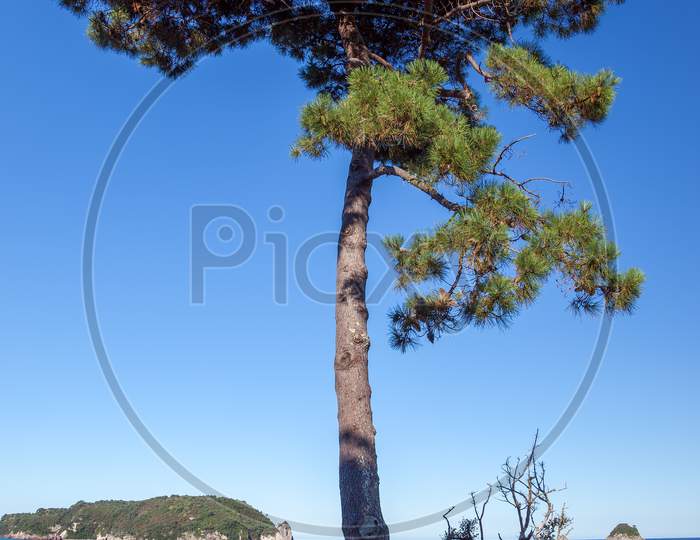 Fir Tree On Hahei Beach