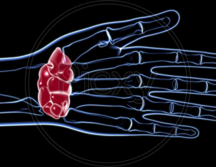 Human Skeleton Hand Wrist Carpals Bone Anatomy For Medical Concept