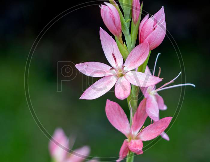 Kaffir Lily, Crimson Flag Lily (Hesperantha Coccinea)