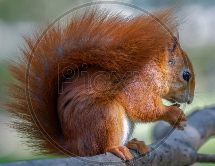 Eurasian Red Squirrel (Sciurus Vulgaris)