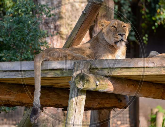 Asiatic Lion (Panthera Leo Persica) Resting In The Sunshine