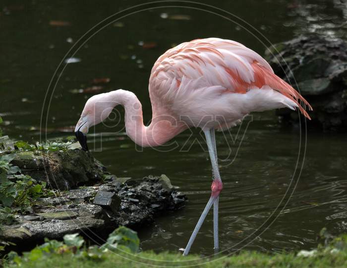 Chilean Flamingo (Phoenicopterus Chilensis)
