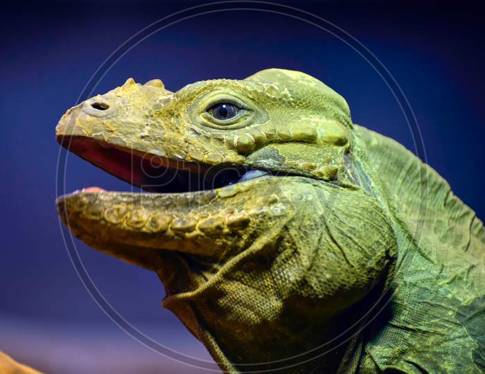 Green Iguana (Iguana Iguana)