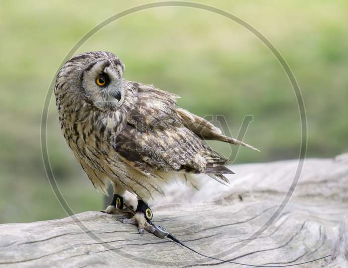 Short Eared Owl (Asio Flammeus)