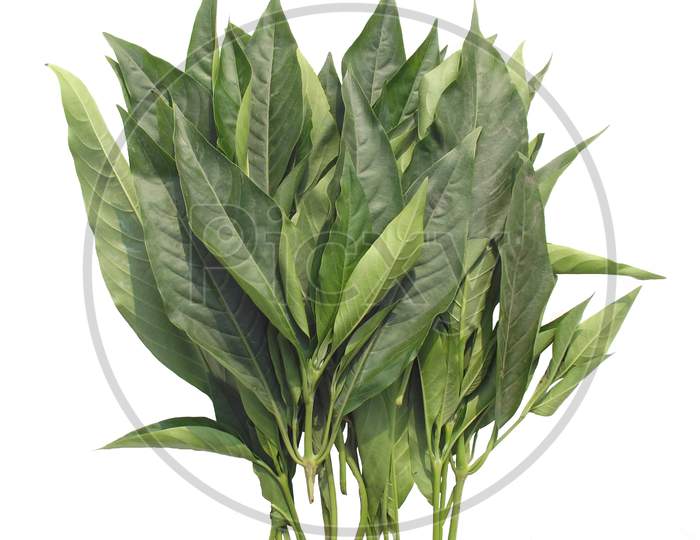 Image of Vasaka leaves