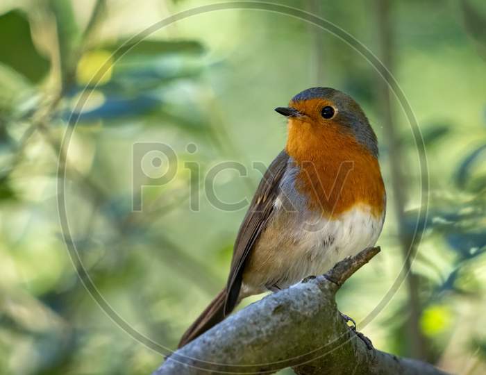 Robin Looking Alert In A Tree On A Summer Day