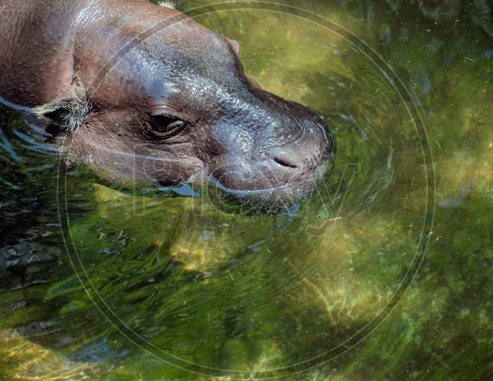 Pygmy Hippopotamus (Choeropsis Liberiensis Or Hexaprotodon Liberiensis)