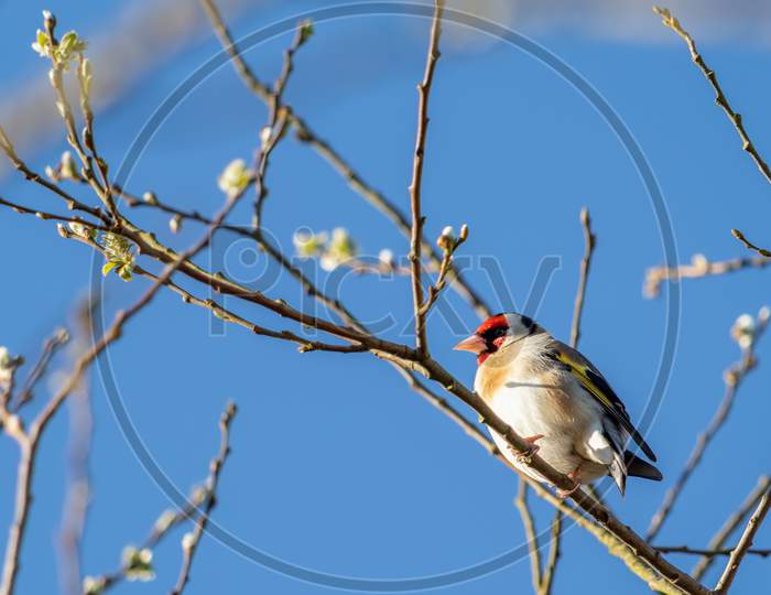 European Goldfinch Enjoying The Spring Sunshine