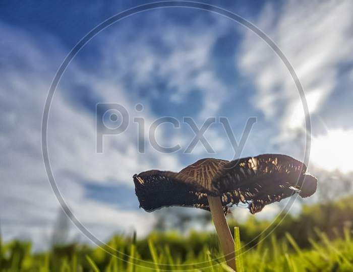 A Small Mushroom During A Nice Sunny Day