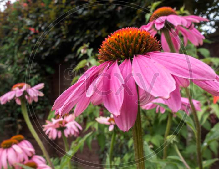 Pink Echinacea Flowering In An English Garden