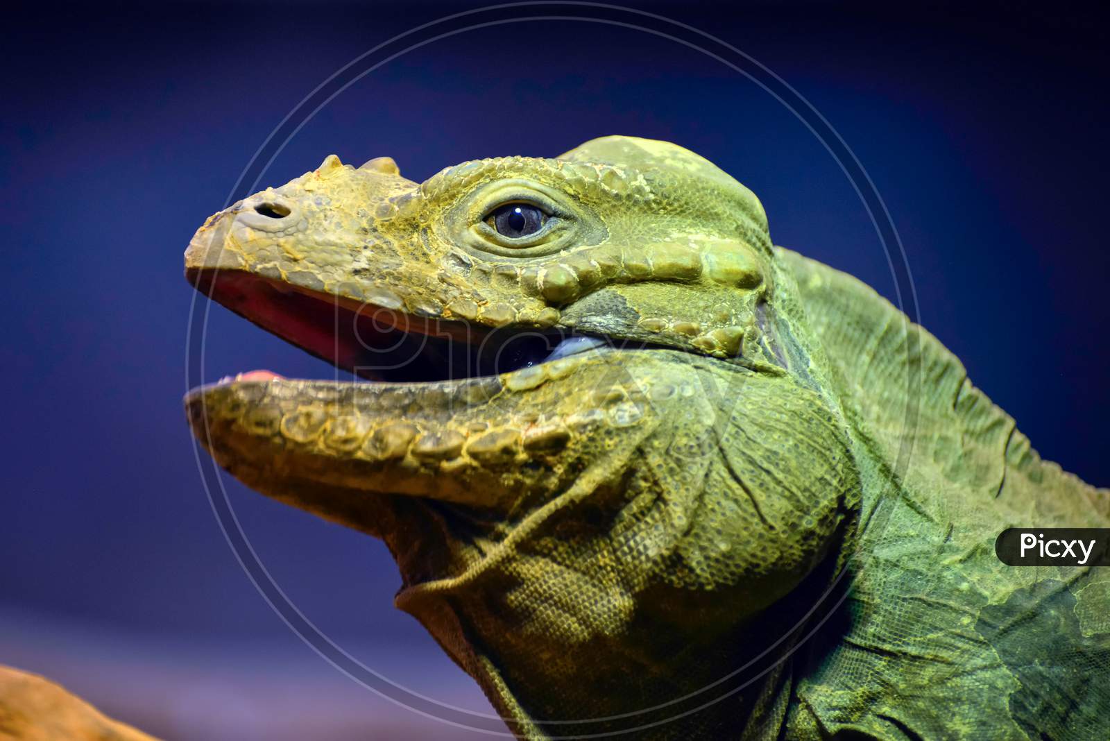 Green Iguana (Iguana Iguana)