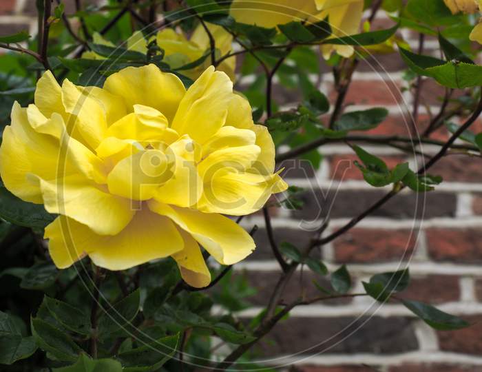 Yellow Rose Flowering Against A Wall In Southwold