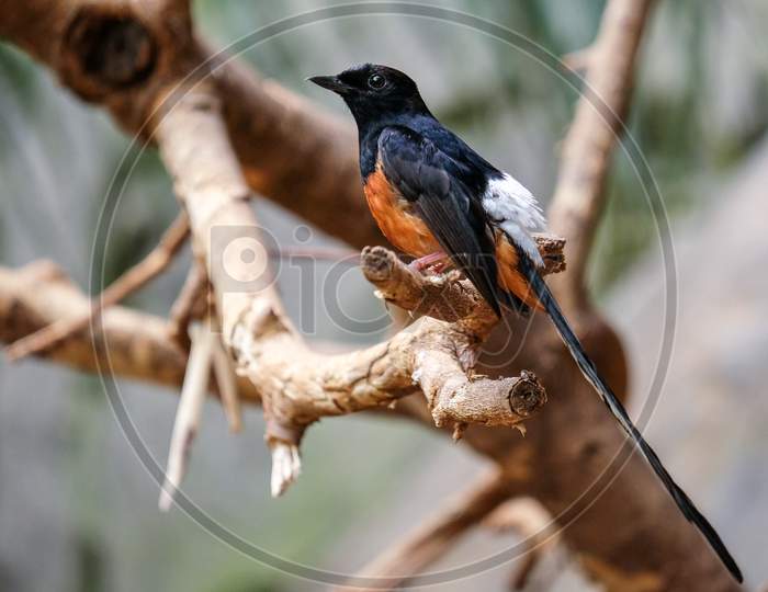 Fuengirola, Andalucia/Spain - July 4 : White-Rumped Shama (Copsychus Malabaricus) At The Bioparc Fuengirola Costa Del Sol Spain On July 4, 2017