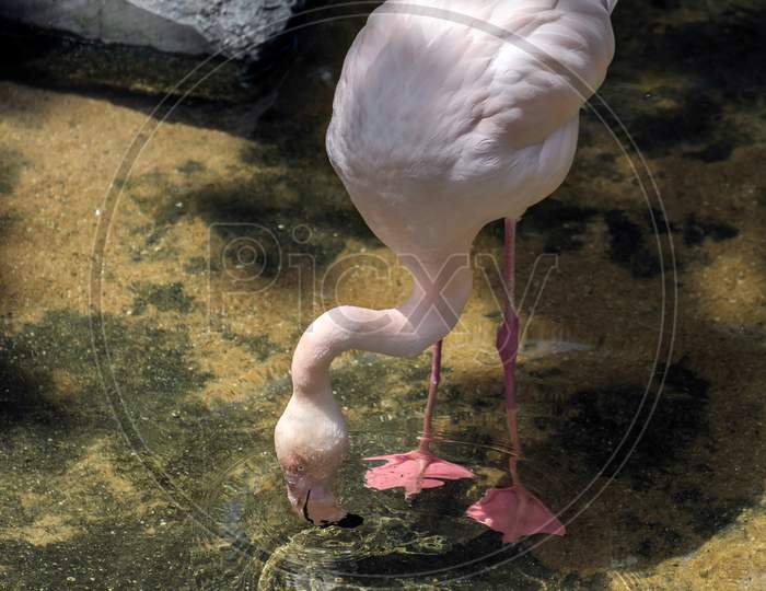 Greater Flamingo (Phoenicopterus Roseus) At The Bioparc Fuengirola