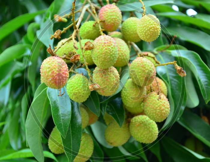 Lichi Fruit Tree In The Garden