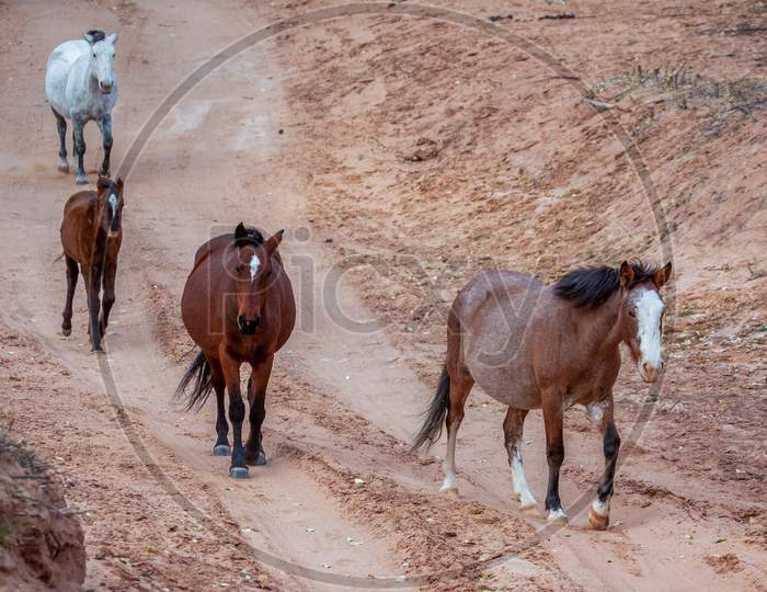 Wild Horses Canyon De Chelly
