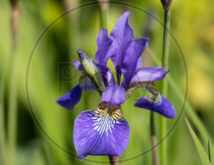 Iris Flower Blooming In Springtime In An English Garden