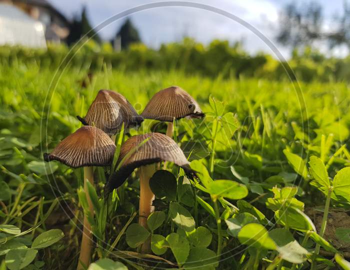 A Small Mushrooms And A Green Grass