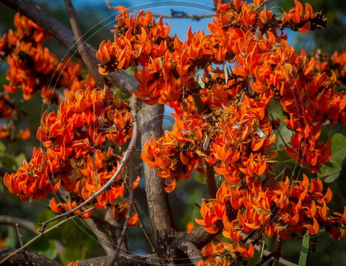 The Beautiful Reddish-Orange Butea Monosperma Flower Blooms In Nature In A Tree In The Garden.