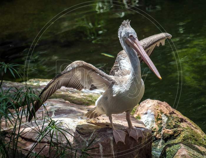 Spot-Billed Pelican (Pelecanus Philippensis) At The Bioparc Fuengirola
