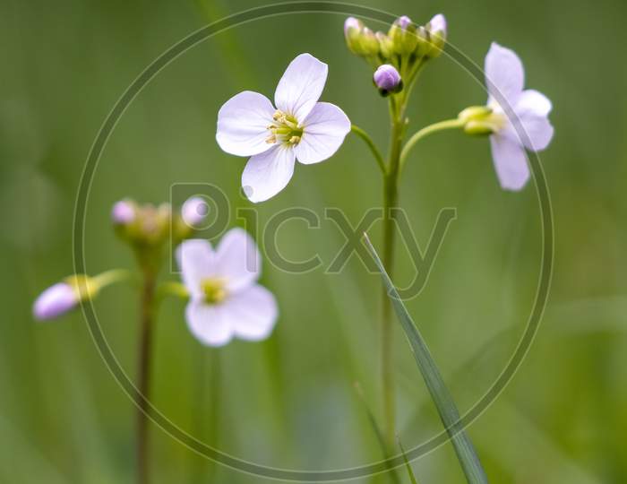 Close-Up Of Some Cuckoo Flowers Blooming In Springtime
