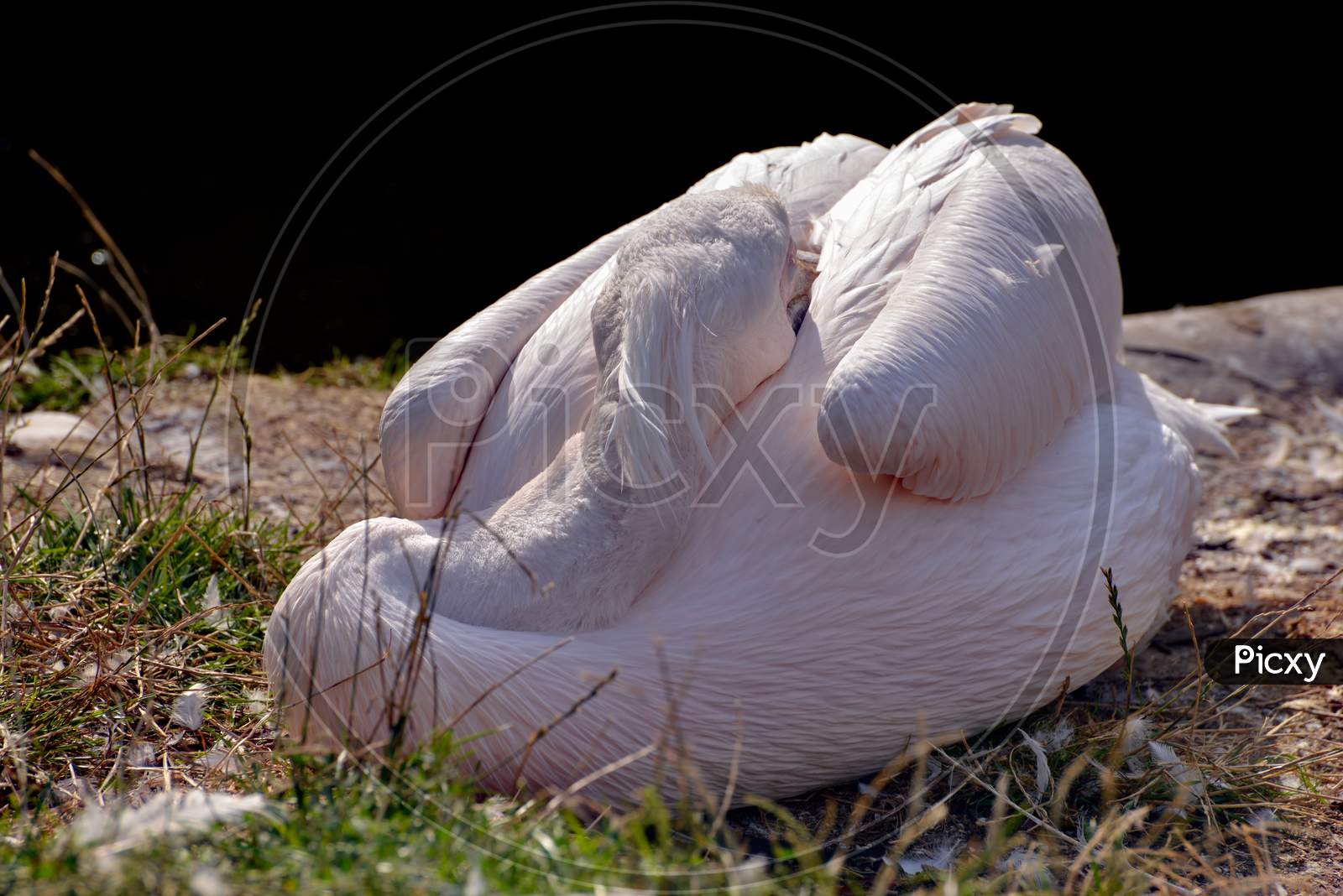 Great White Pelican (Pelecanus Onocrotalus) Trying To Sleep