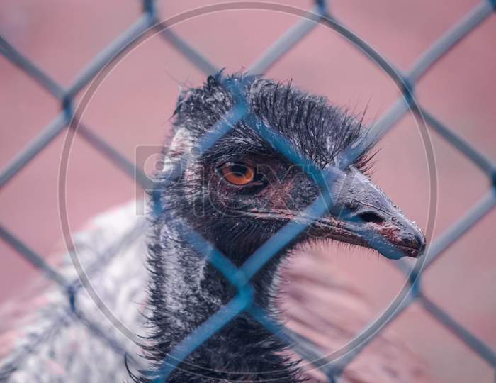 Emu Birds Close Up Photograph Of The Head. Orange Eyes Through The Mesh Of The Fence.