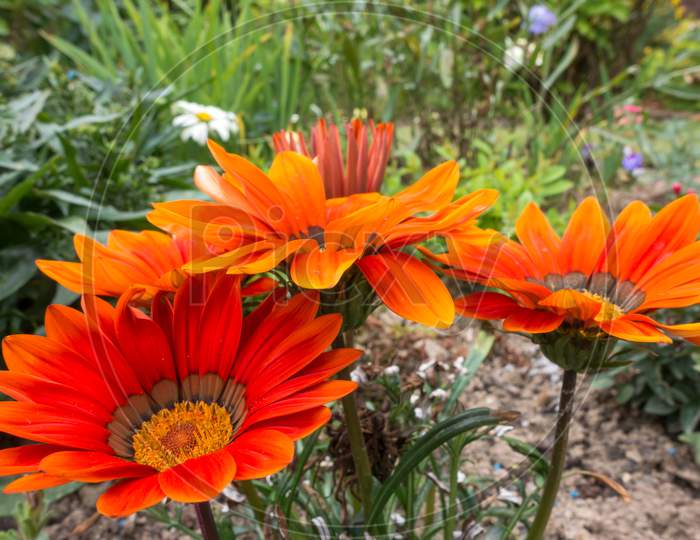 Orange Gazanias Flowering In An English Garden