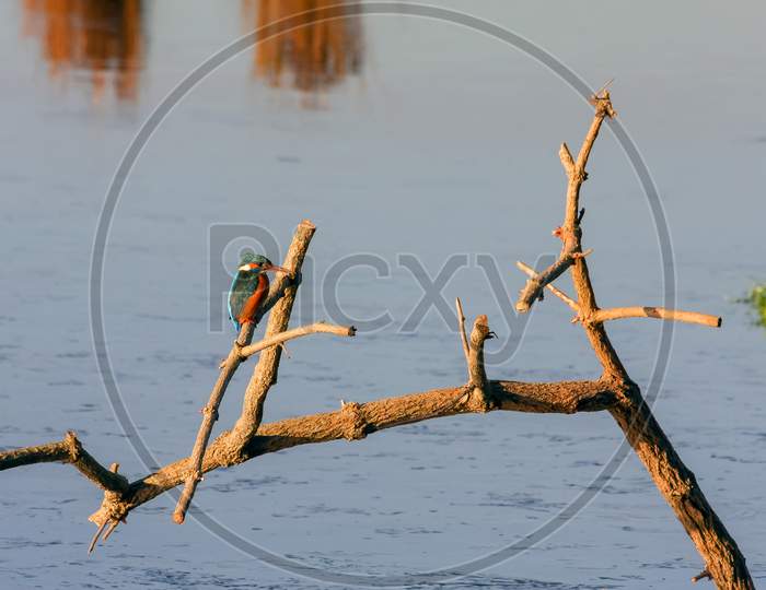 Kingfisher (Alcedo Atthis) At Rainham Marshes