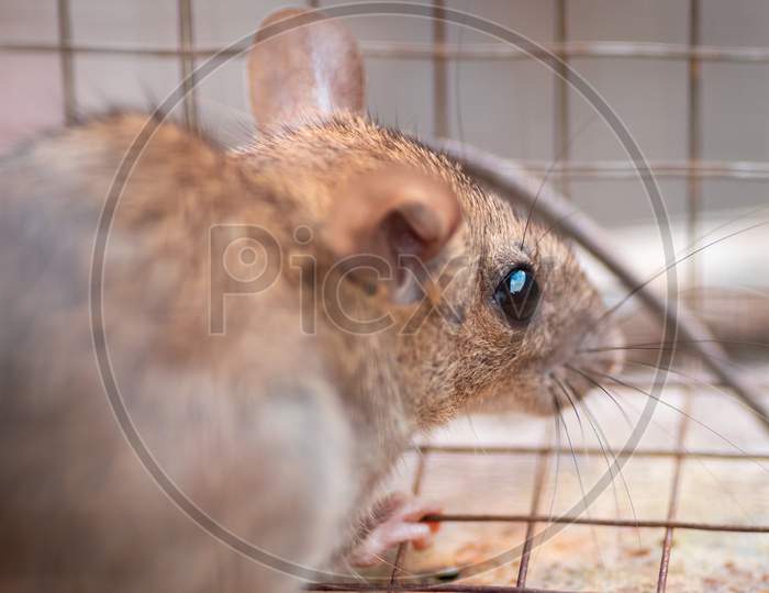Domestic Rat Trapped In A Cage, Back Into A Corner And Looking For A Way To Escape.