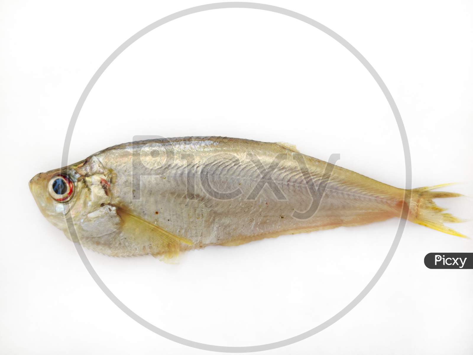 Close Up View Of Malabar Thryssa ( Malabar Anchovy) Isolated On White Background.Selective Focus.