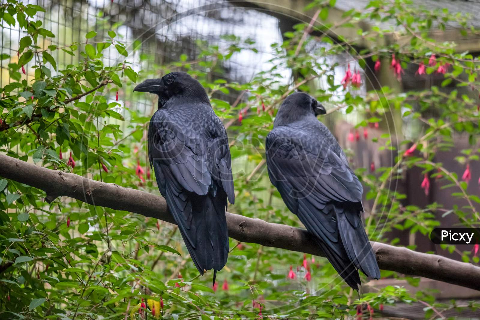 Common Raven (Corvus Corax)